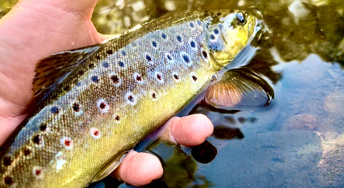 Exmoor Game School - Fly Fishing Club