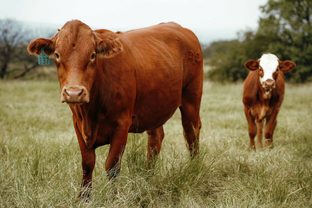 Challenge Example Cows Community Cow Project | Children & Communities learning about Beef ...
