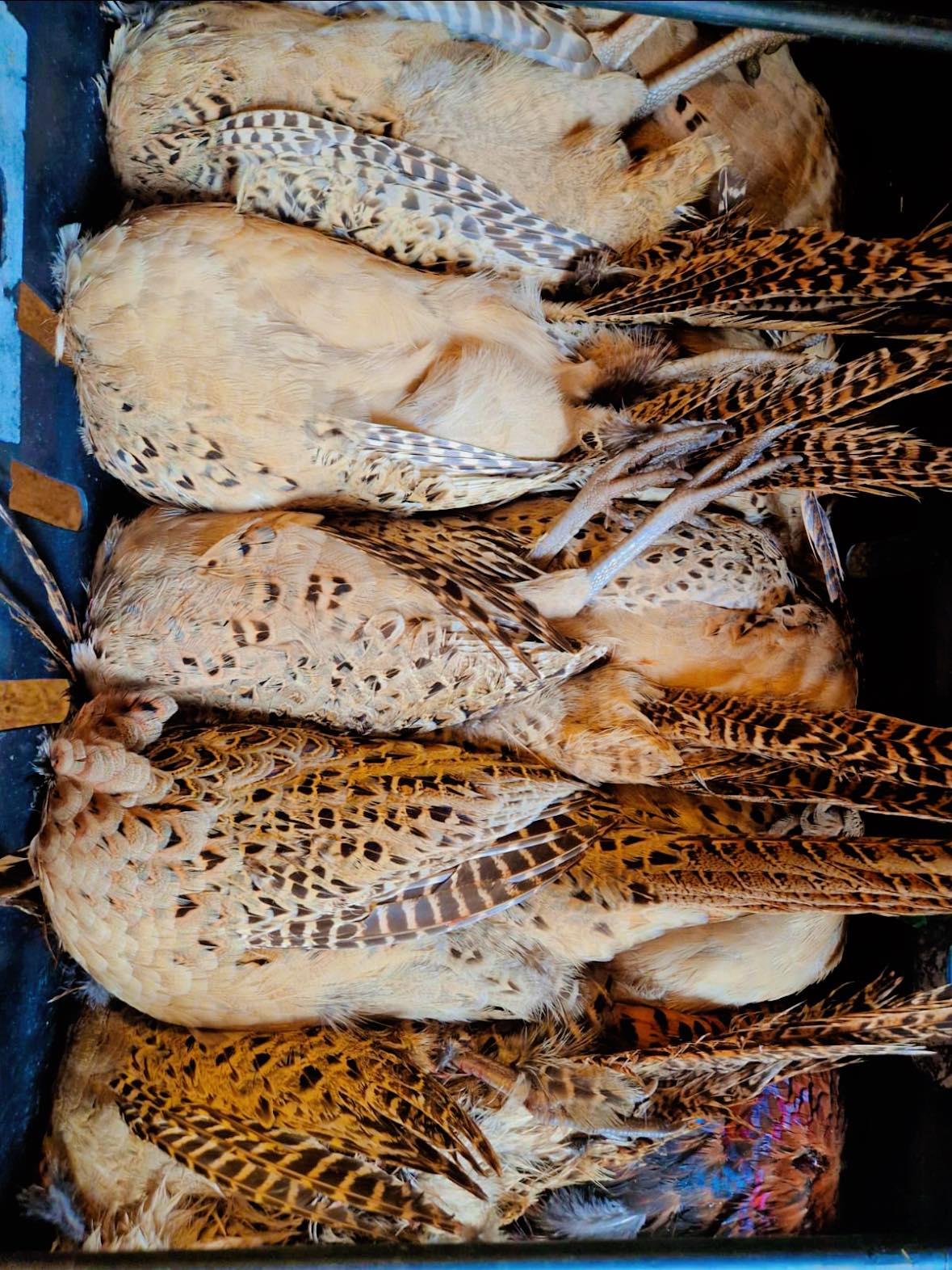 Pheasant Friday Project – Exmoor Game School